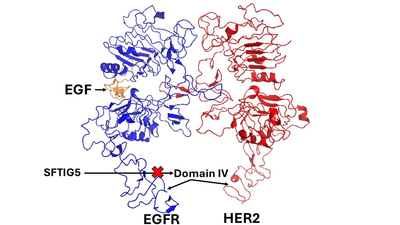 EGFR family signaling pathways